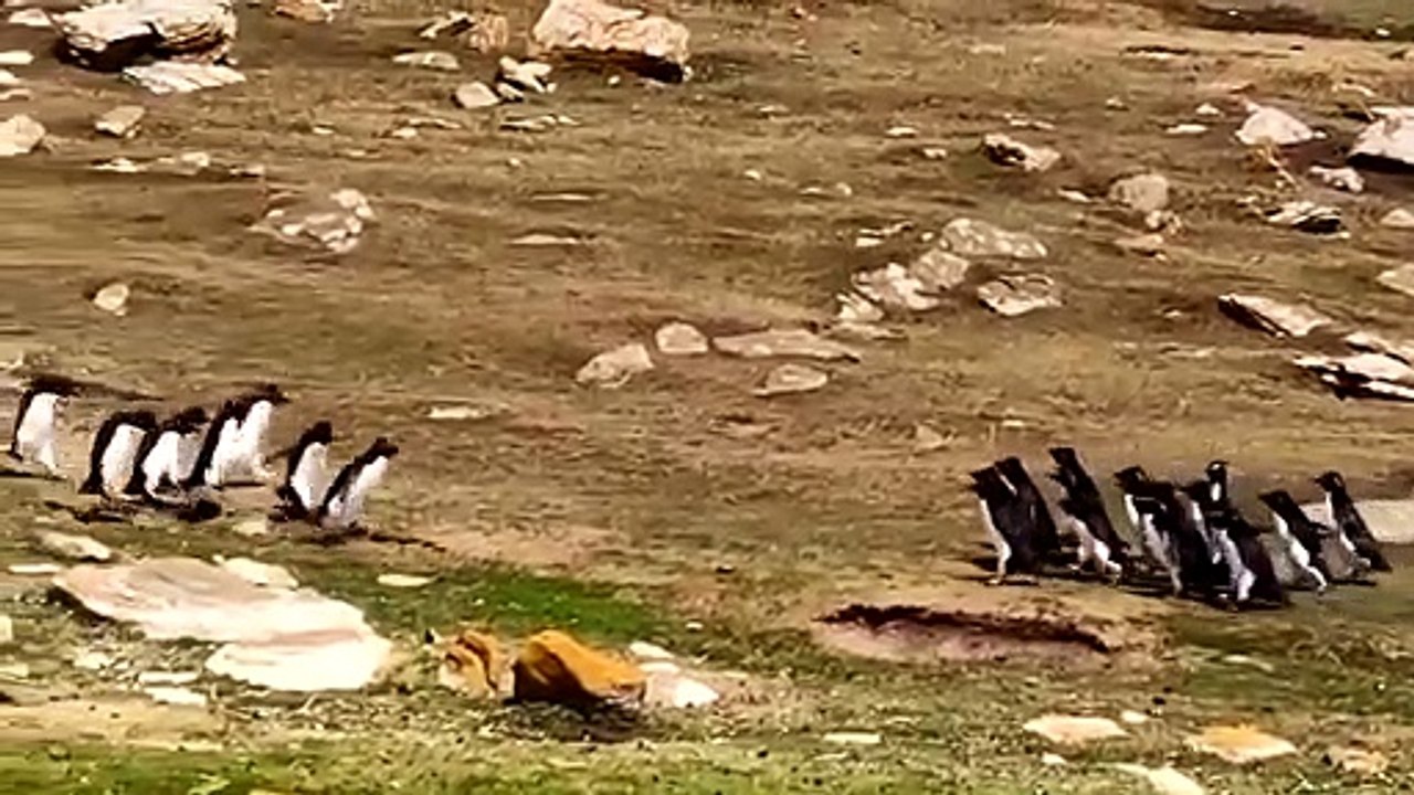 Deux groupes de pingouins se croisent et semblent échanger des informations