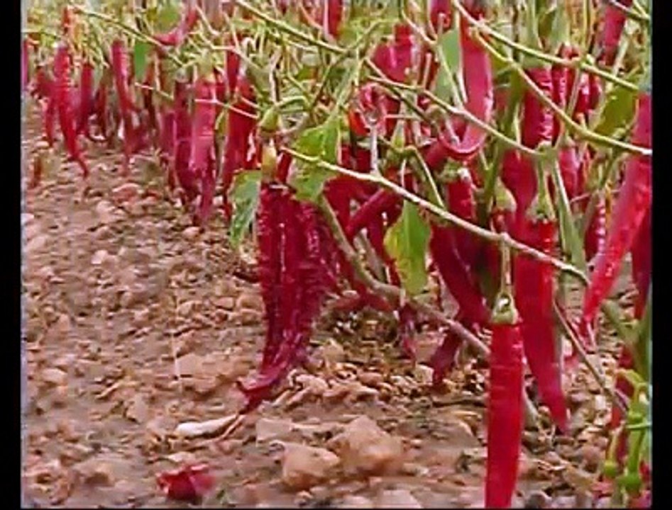 Biber Toplama Makinası