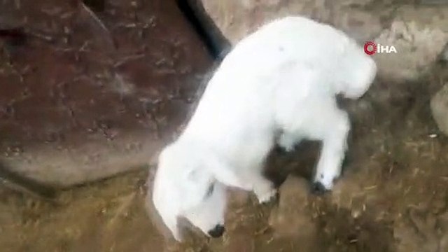 6 ayaklı dünyaya gelen kuzu görenleri hayretler içinde bıraktı