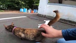 I took a video of a stray cat living in Japan.106