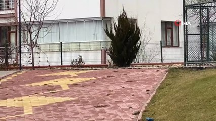 Tilki şehre indi, site bahçesinde gezdi