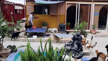 Κύπρος: Η πανδημία οδηγεί σε εγκατάλειψη γατών