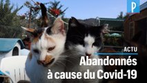 Chypre : vague d’abandons de chats à cause du Covid-19