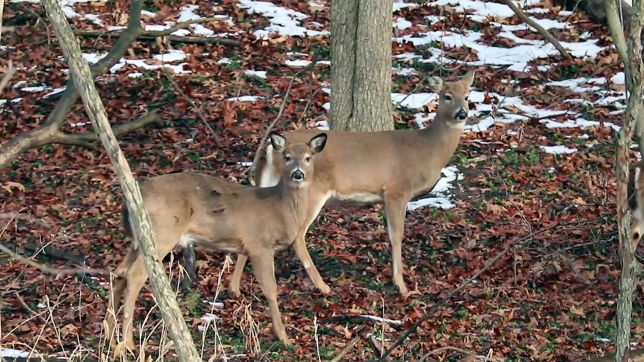 deer 2