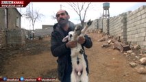 Diyarbakır'da 6 ayaklı kuzu görenleri şaşırttı