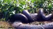 Des explorateurs découvrent 2 anacondas monstrueux