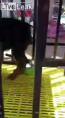 Ce chien a appris à déverrouiller sa cage