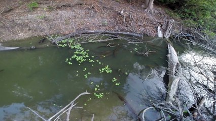 Social Predation in Volta’s Electric Eels