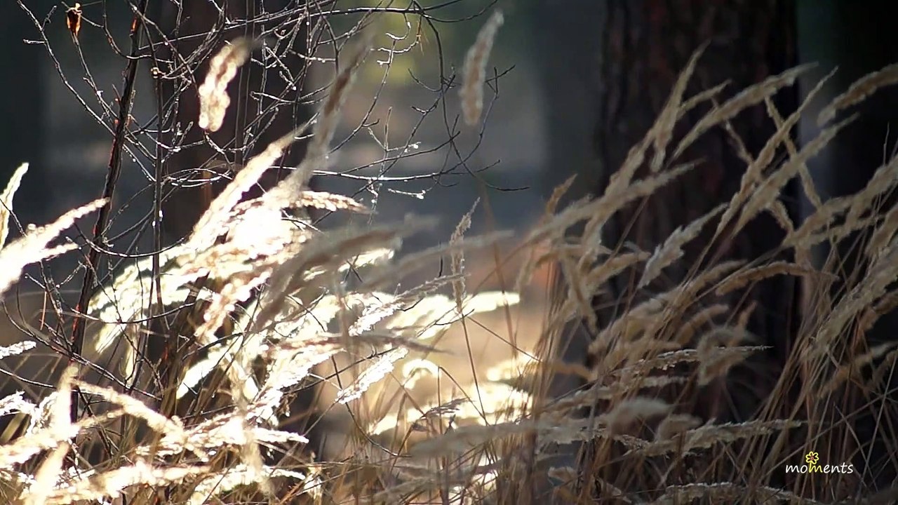 Relax Music & Nature | Grass Voices (Orient, SefChol)