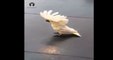 Cockatoo Parrot barks like a dog