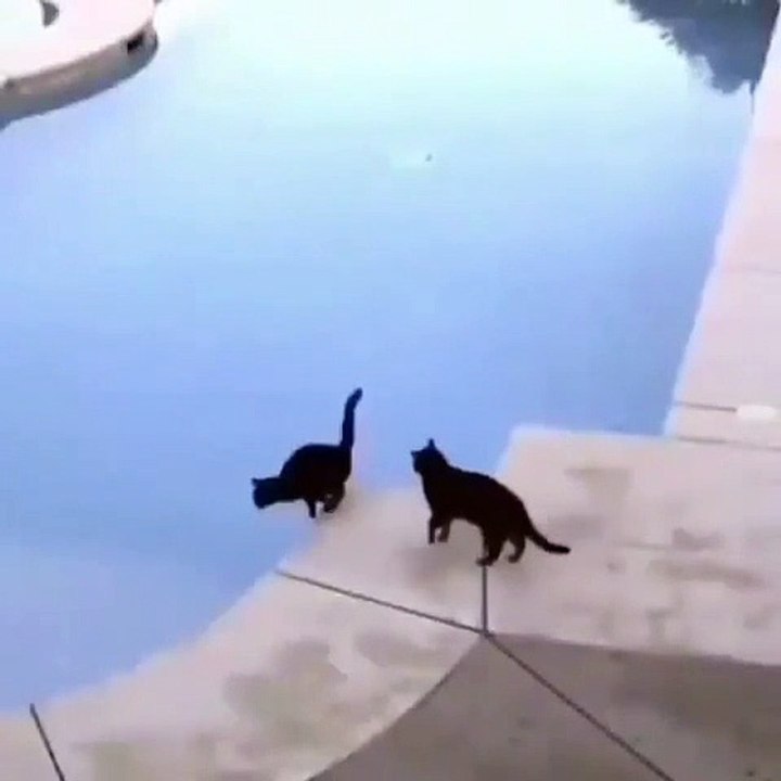 un chat pas tres adorable envers ses semblables lol