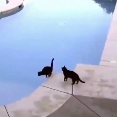 un chat pas tres adorable envers ses semblables lol