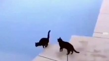 un chat pas tres adorable envers ses semblables lol