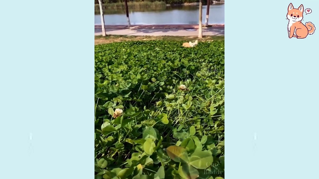 Cute Puppies  Cute Funny and Smart Dogs Compilation 8  Cute Buddy_1080p