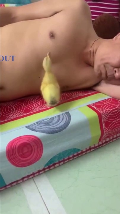 036. Naughty little duck - Funny Dailymotion Video