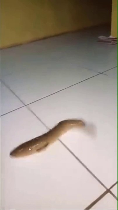 033. High jump athlete Fish - Funny Dailymotion Video