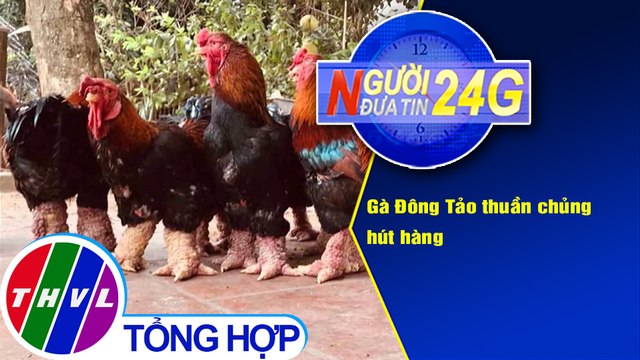 Người đưa tin 24G (18g30 ngày 17/1/2021) - Gà Đông Tảo thuần chủng hút hàng