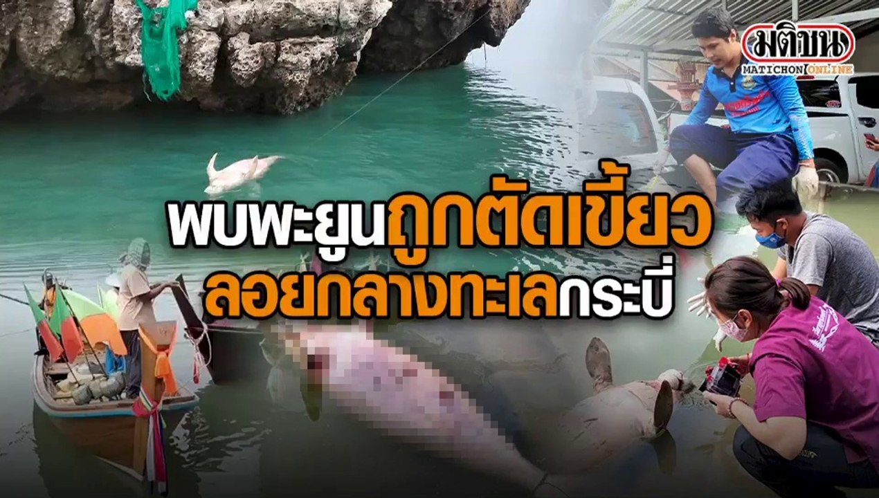 พบพะยูนถูกตัดเขี้ยว ลอยกลางทะเลกระบี่