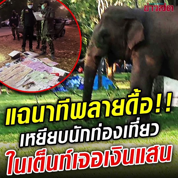 เต็นท์เจอเงินแสน!! แฉนาที 'พลายดื้อ' กระทืบไม่ยั้ง คำรามลั่นป่า นักท่องเที่ยววิ่งหนีเอาชีวิตรอด