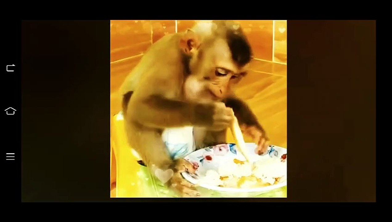 lovely monkey