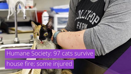 Humane Society: 97 cats survive house fire; some injured, and other top stories in strange news from January 18, 2021.