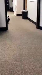 Panda dog  I dare you to not laugh | comedy | funny animal