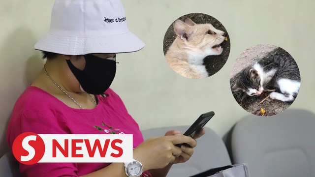 Broker claims trial to charge of injuring, killing cats in Seberang Jaya