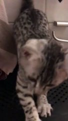 Mini SAY HELLO AGAIN my lovely cat