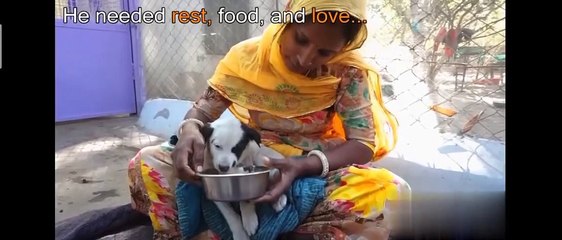 Anguished mother dog wails for wounded baby. Sweetest reunion!