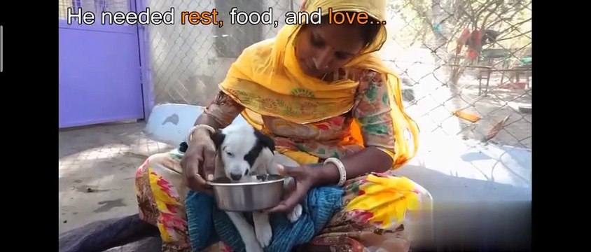 Anguished mother dog wails for wounded baby. Sweetest reunion!