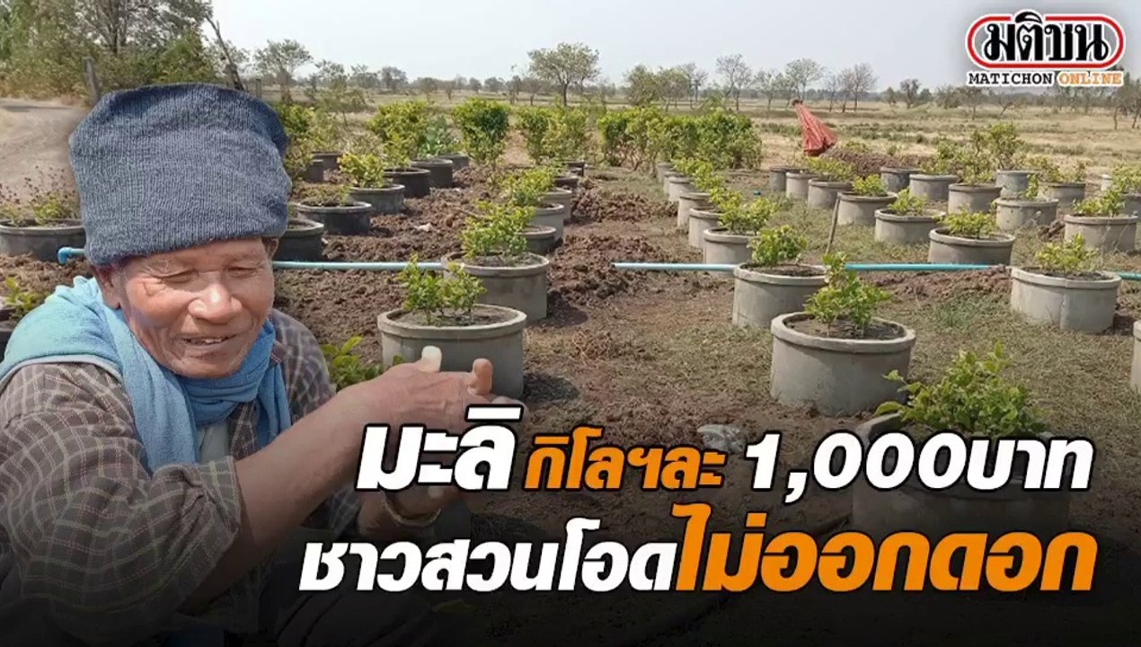 มะลิพุ่งกิโลฯ ละ 1,000 บาท 'ชาวสวน' ช้ำใจ - เก็...