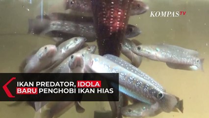 Video herunterladen: Ikan Gabus Hias, Idola Baru Para Kolektor Ikan