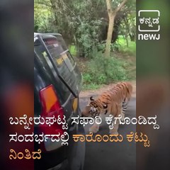 Bengal Tiger Pulls Safari Vehicle In Bannerghatta National Park