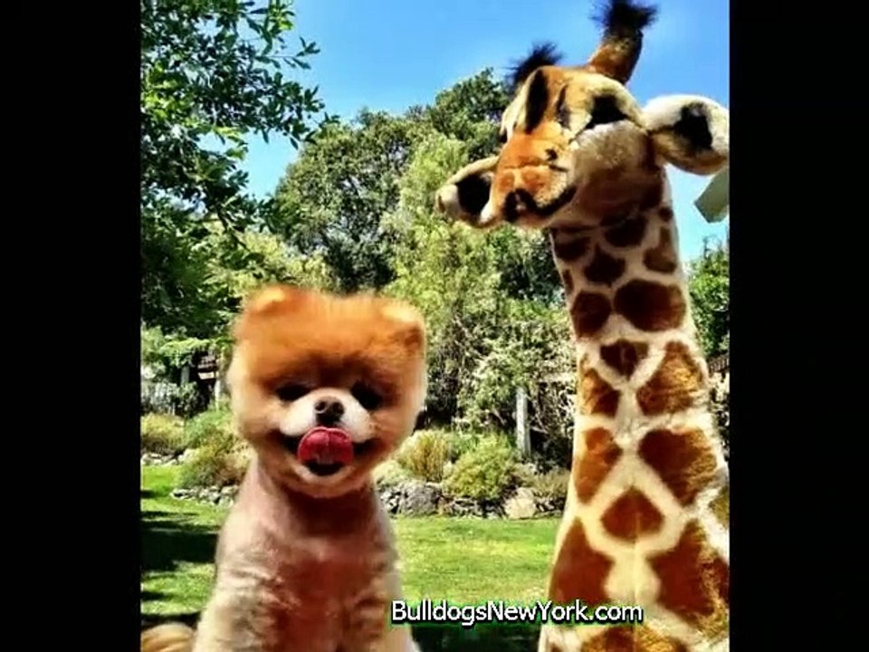 Adorable Boo Video