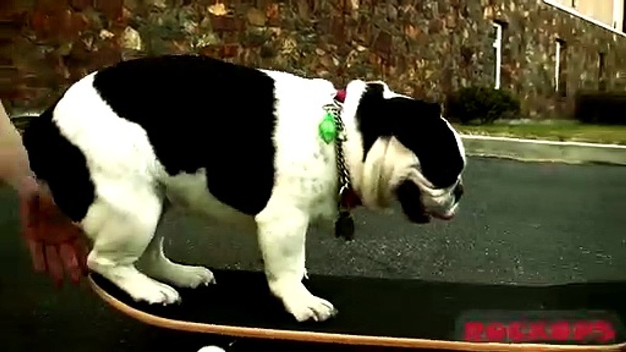 Skateboarding Dog