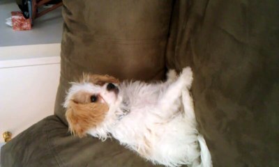 Averie the Cavachon watching cartoons!