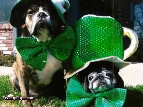 St. Patrick's Day - Irish Dogs!