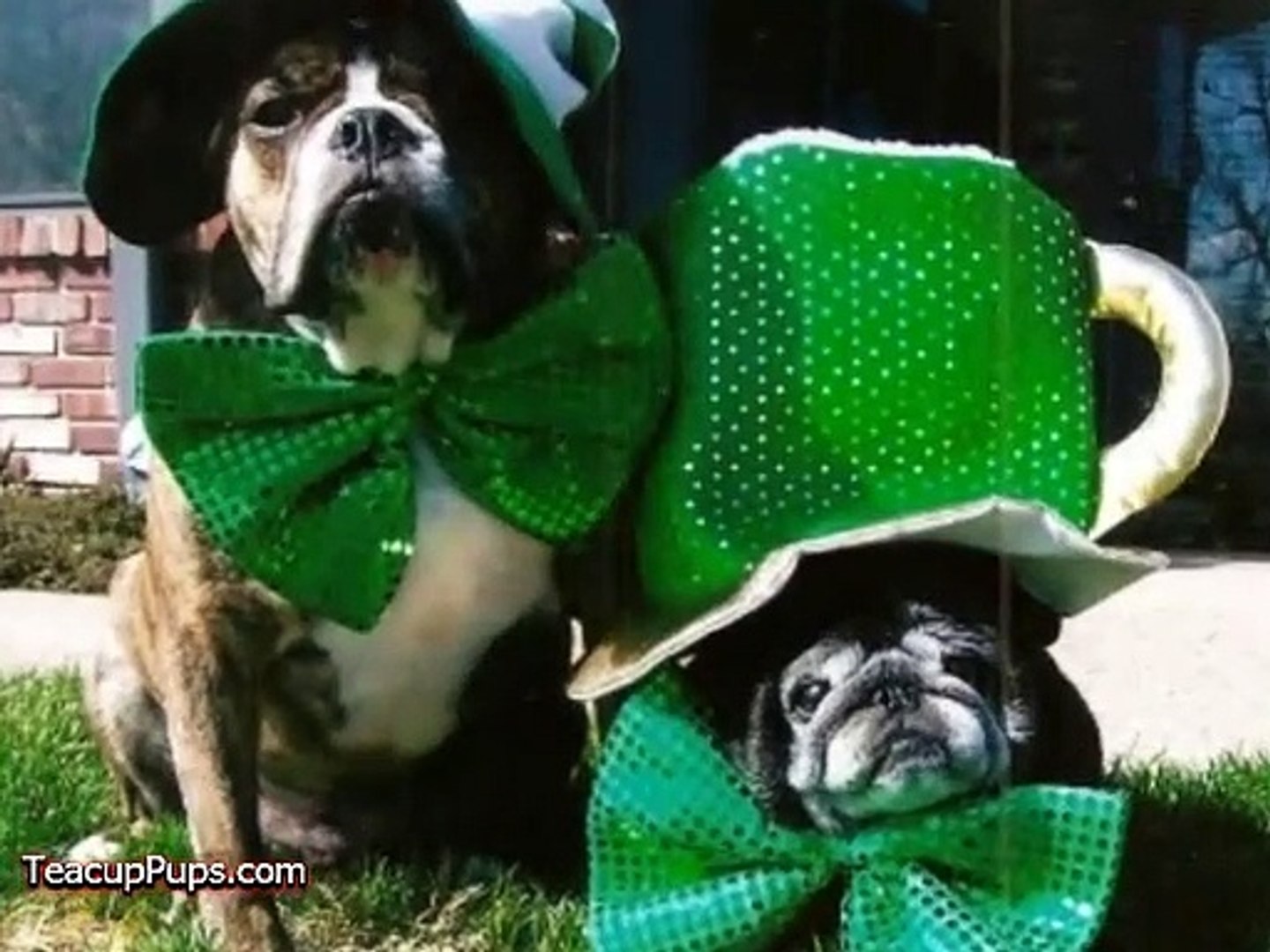 ⁣St. Patrick's Day - Irish Dogs!