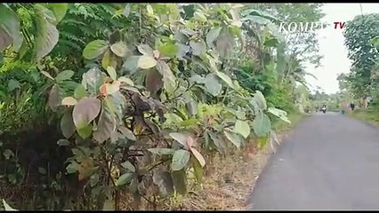 Suasana Semeru Pasca - Luncuran Awan Panas