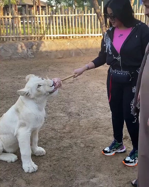 سمية الخشاب تُطعم الأسود بيدها