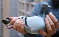 Un pigeon venu des Etats Unis va être euthanasié pour avoir enfreint les règles d'entrée en Australie