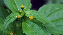 Close Up Of Three Little Yellow Flowers