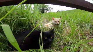 I took a video of a stray cat living in Japan.110