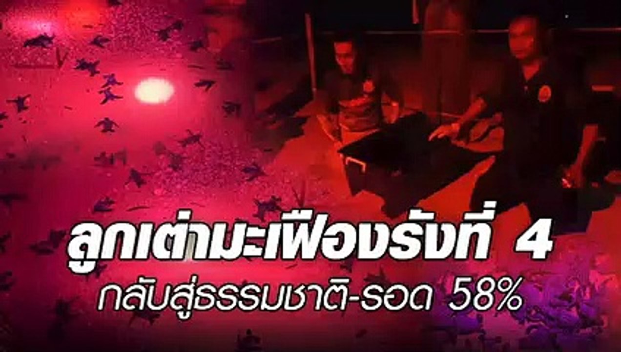 ลูกเต่ามะเฟือง รังที่ 4 ชายหาดบางขวัญ กลับคืนสู่ธรรมชาติ - รอด 58 %