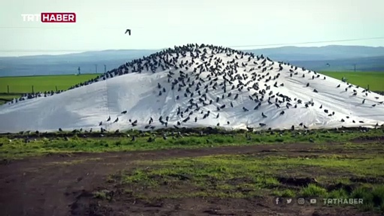 Güvercinler yiyecek için buğday pazarına akın ediyor