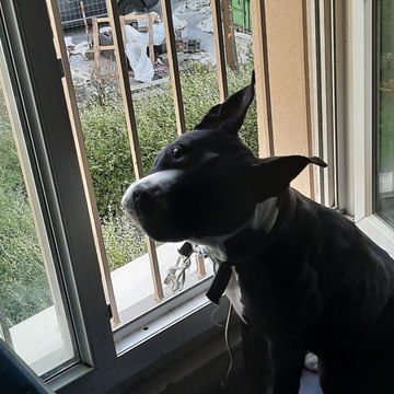 Des sourds et muets ont adopté cette chienne, sourde et muette