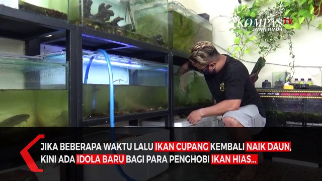 Ikan Predator Channa Idola Baru Penghobi Ikan Hias