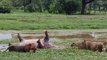 Un hippopotame mort lâche d'énormes caisses à la gueule d'un lion