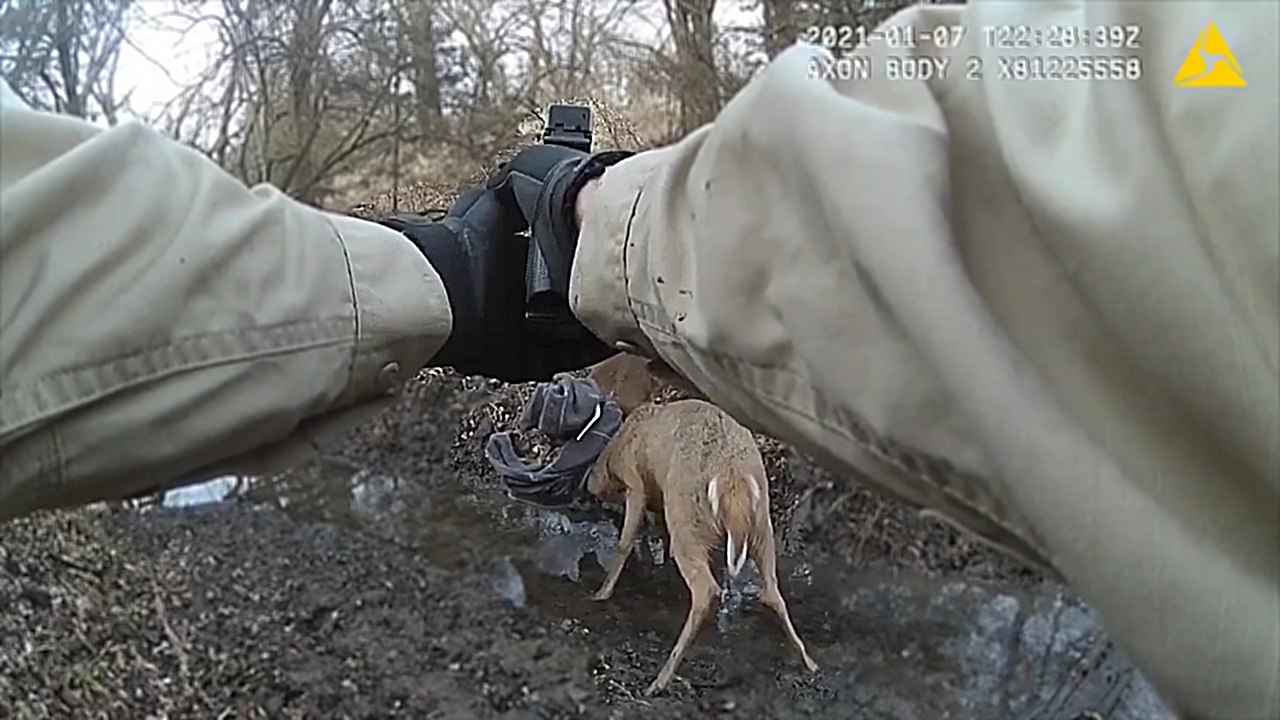 Un garde-chasse tire dans les bois de deux cerfs pour les libérer