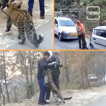 Viral Video Of Leopard Playfully Interacting With A Crowd In Himachal
